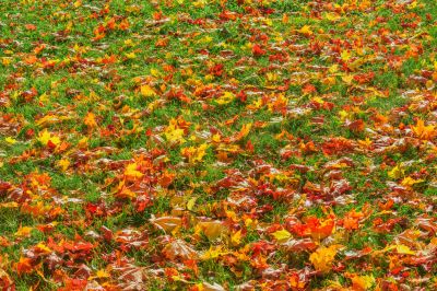 Colorful Autumn Leaves