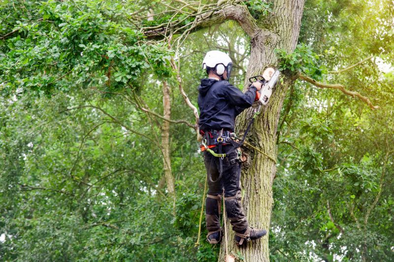 Arborist Climbing Techniques