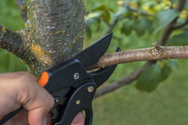 Pruning and Shaping