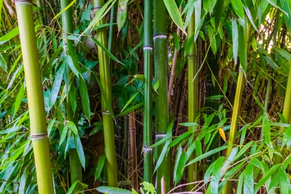 Cost of Bamboo Trimming in Arlington
