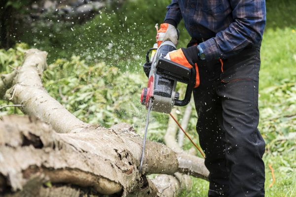 Cost of Branch Removal Service in Arlington