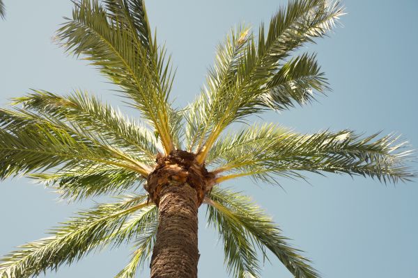 Cost of Palm Tree Pruning in Arlington