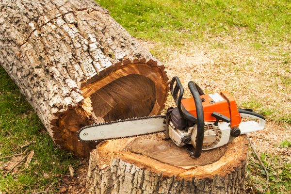 Cost of Tree Cutting Service in Arlington