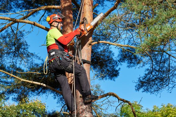 Cost of Tree Service in Arlington