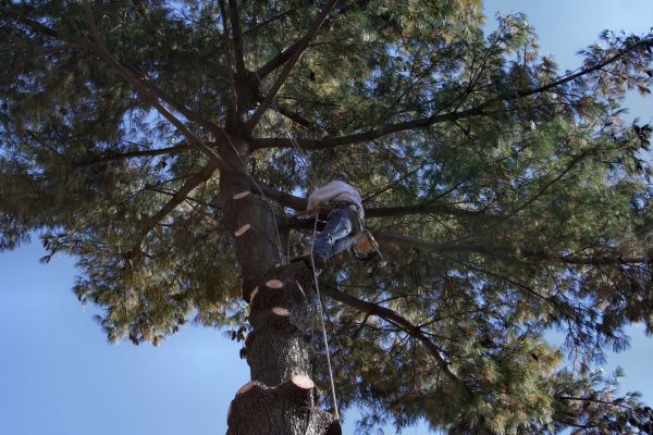 Cost of Trimming Service in Arlington