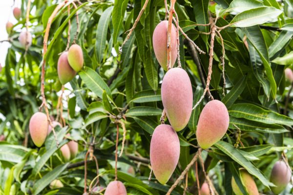 Cost of Mango Tree Trimming in Arlington
