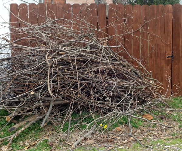 Cost of Dead Branch Removal in Arlington
