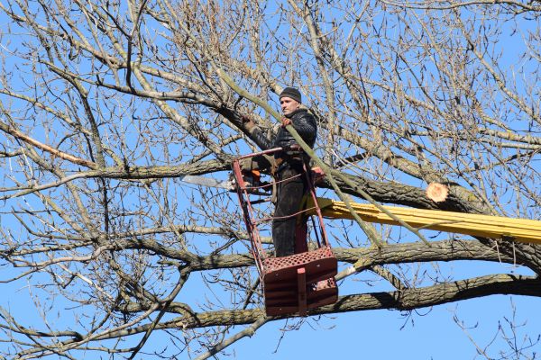 Cost of Emergency Tree Trimming in Arlington