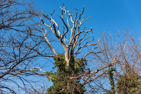 Cost of Deadwood Removal in Arlington