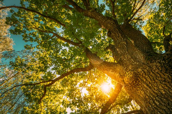Cost of Oak Tree Pruning in Arlington