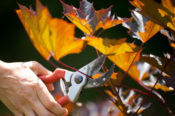 Cost of Maple Tree Pruning in Arlington