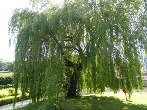 Cost of Willow Tree Trimming in Arlington