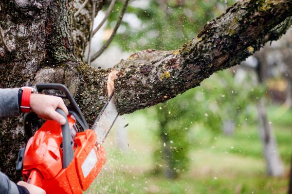 Cost of Tree Limbs Removal in Arlington