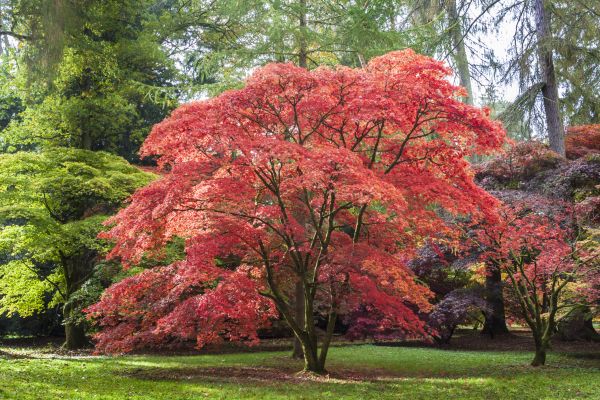 Cost of Japanese Maple Pruning in Arlington