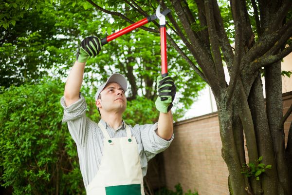 Cost of Tree Limb Pruning in Arlington