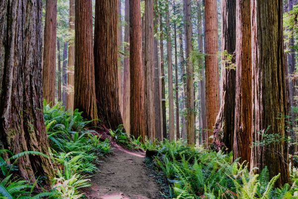 Cost of Redwood Tree Trimming in Arlington
