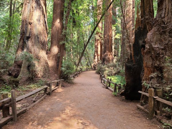 Cost of Redwood Tree Pruning in Arlington