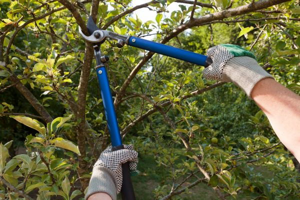 Cost of Residential Tree Pruning in Arlington