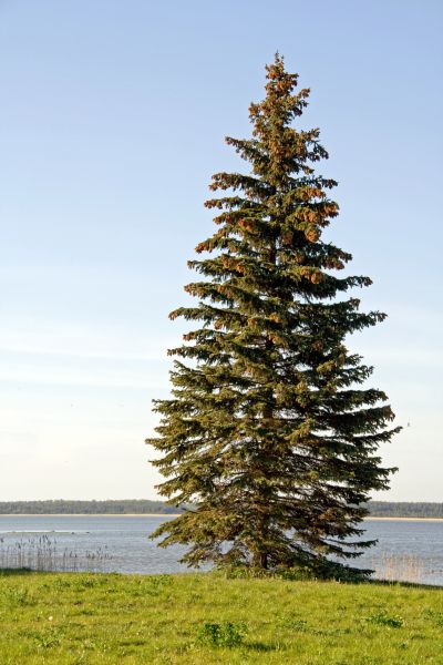 Cost of Spruce Tree Pruning in Arlington