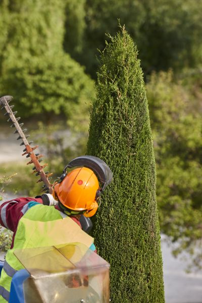 Cost of Cypress Tree Trimming in Arlington