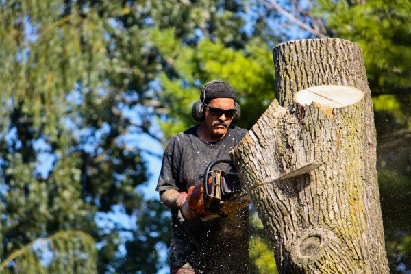 Cost of Ash Tree Pruning in Arlington