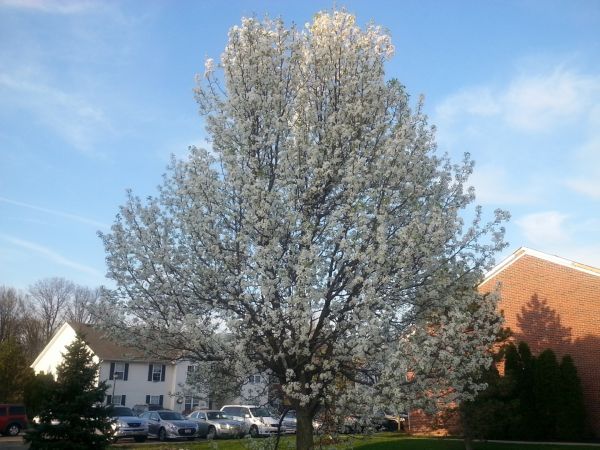 Cost of Bradford Pear Tree Pruning in Arlington
