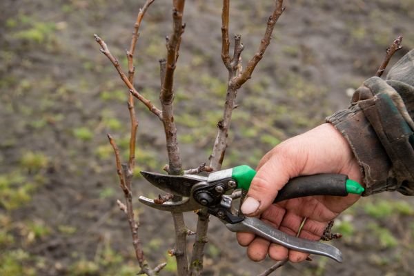 Cost of Pear Trees Pruning in Arlington