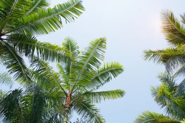 Cost of Queen Palm Tree Trimming in Arlington