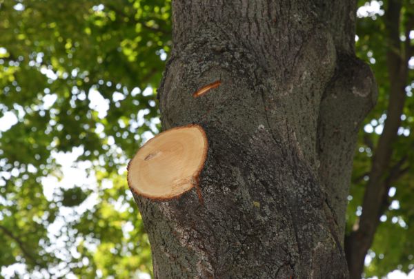 Cost of Limb Cutting in Arlington