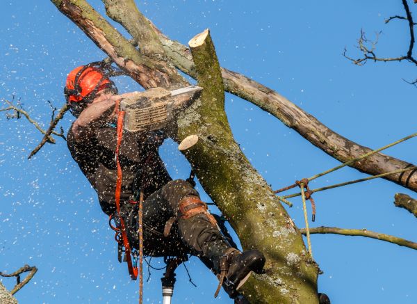 Cost of Tree Trimming Service in Arlington