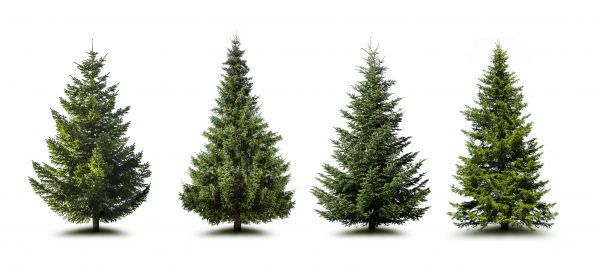 Cost of Pine Tree Trimming in Arlington